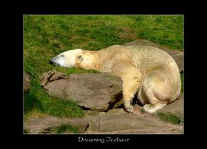 R - Dreaming Icebear