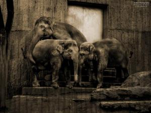 sad elefants